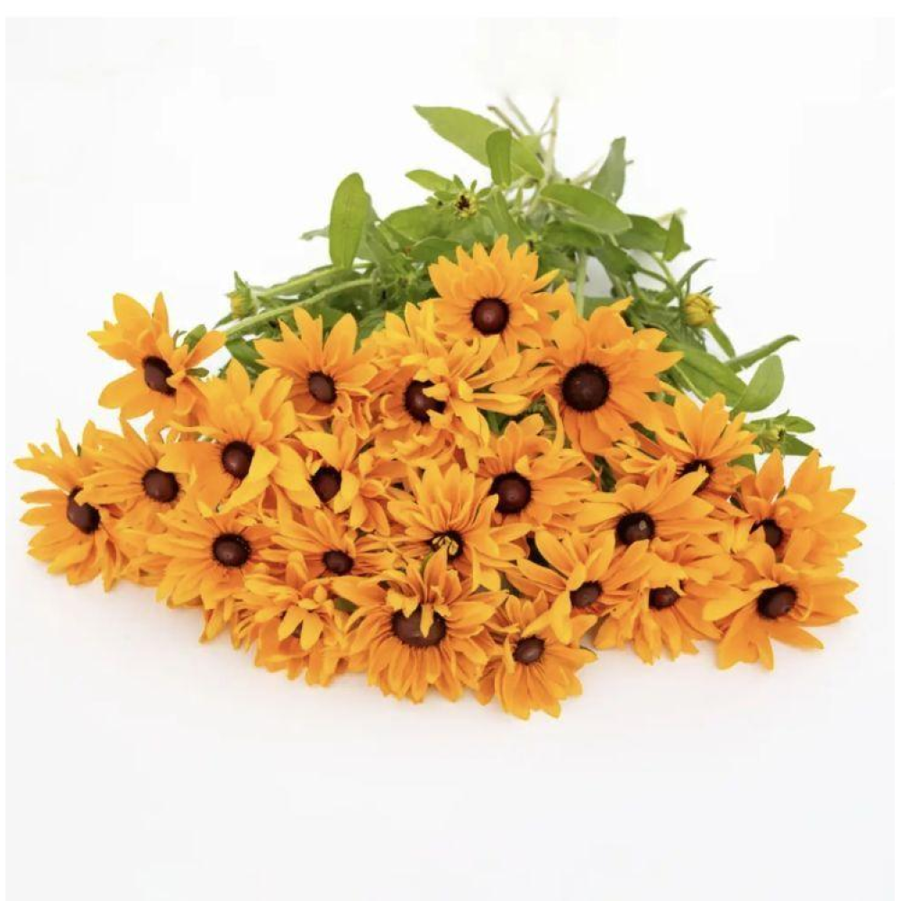 Рудбекія махрова Голділокс 0.1г / Hem Zaden