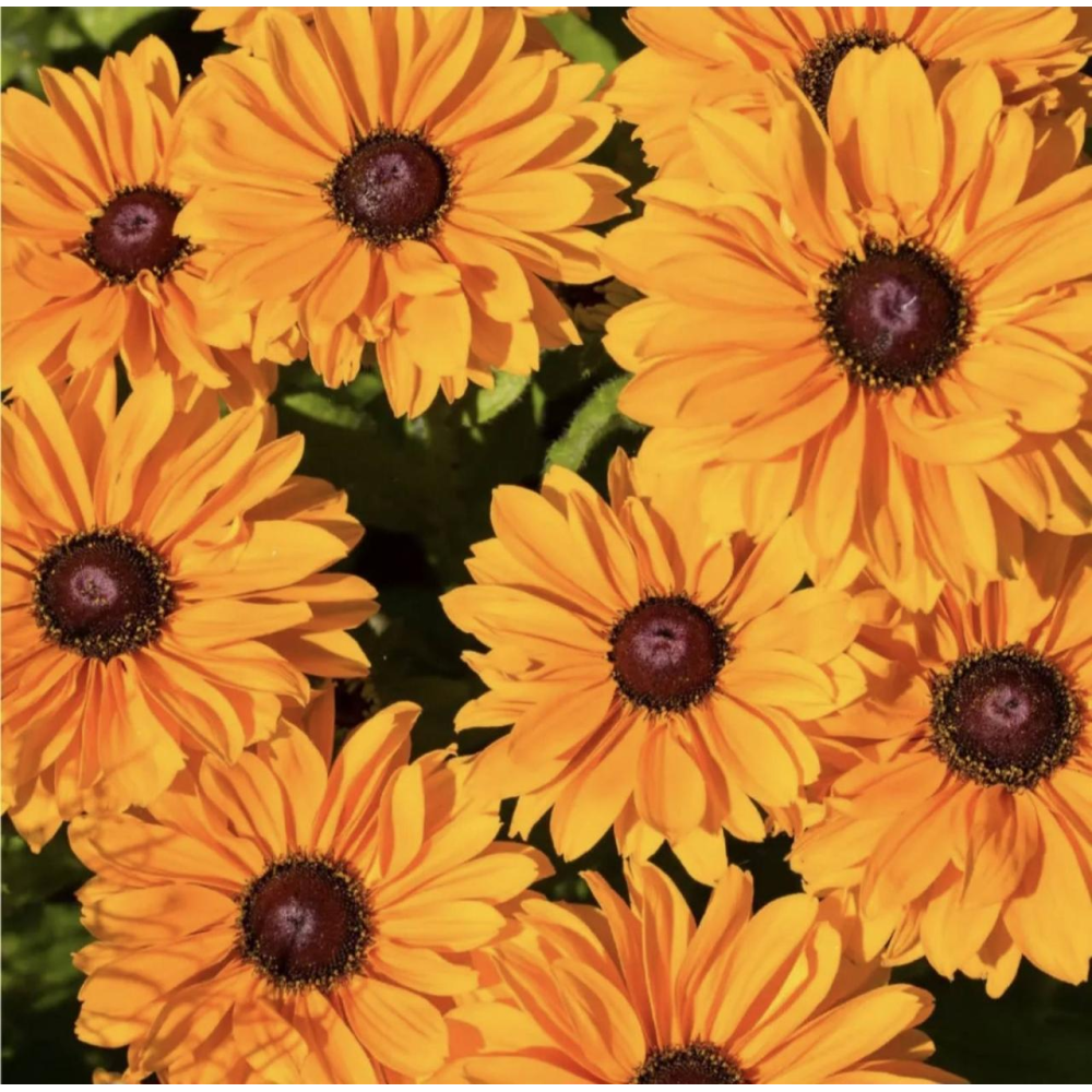 Рудбекія махрова Голділокс 0.1г / Hem Zaden