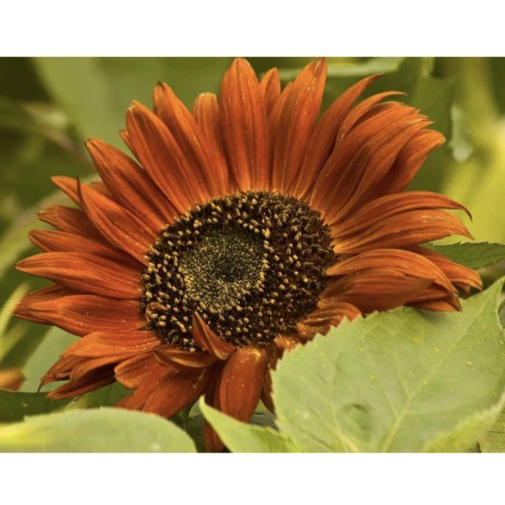 Соняшник Вечірнє сонце 1г / Hem Zaden