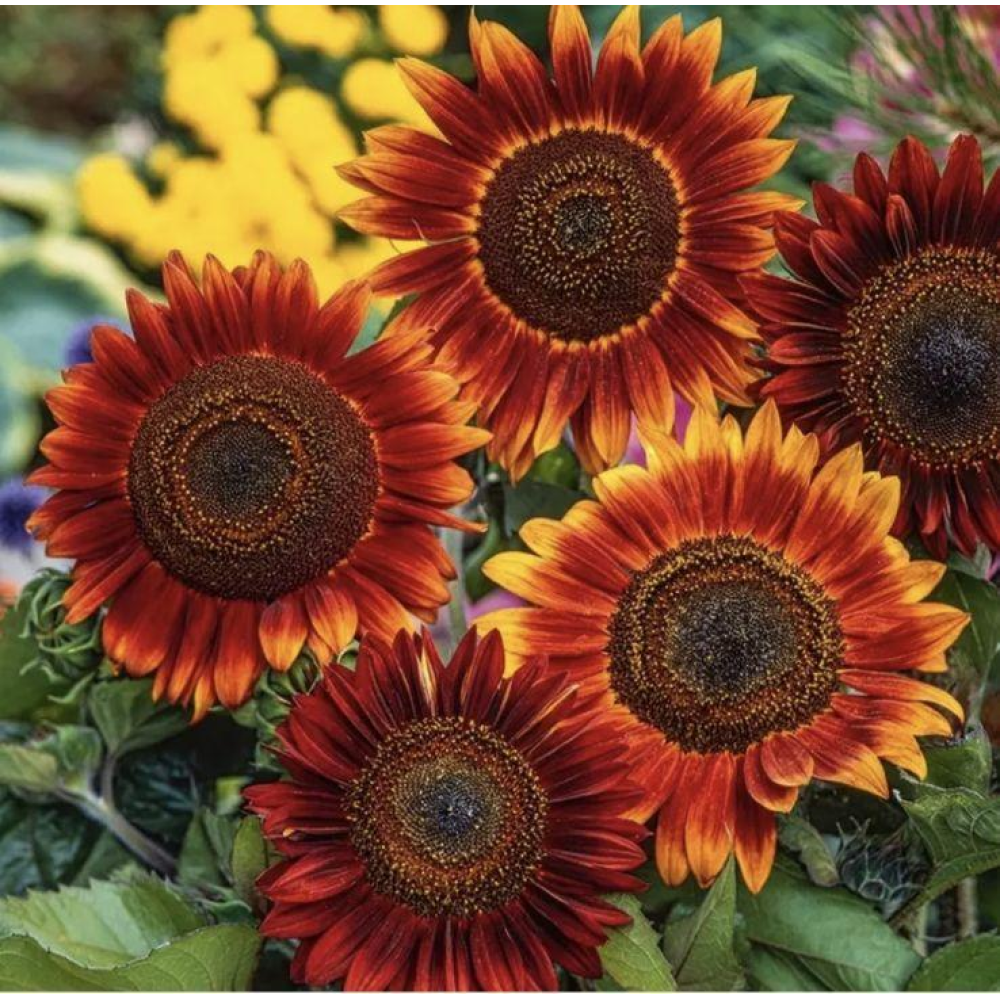 Соняшник Вечірнє сонце 1г / Hem Zaden