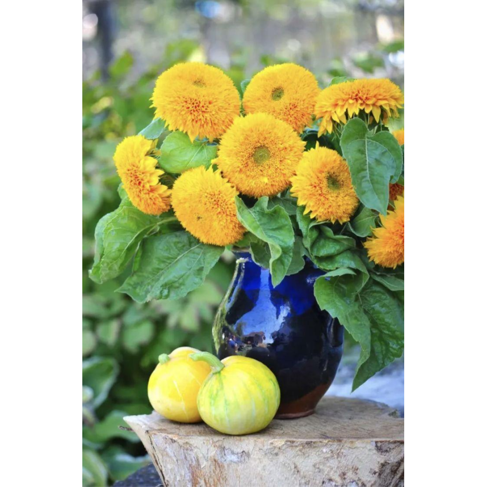 Соняшник махровий Ведмежатко 1г / Hem Zaden