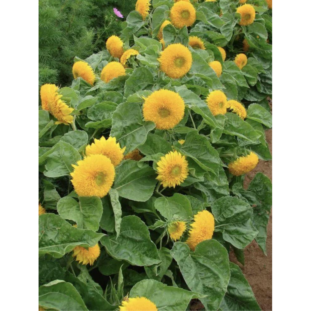 Соняшник махровий Ведмежатко 1г / Hem Zaden