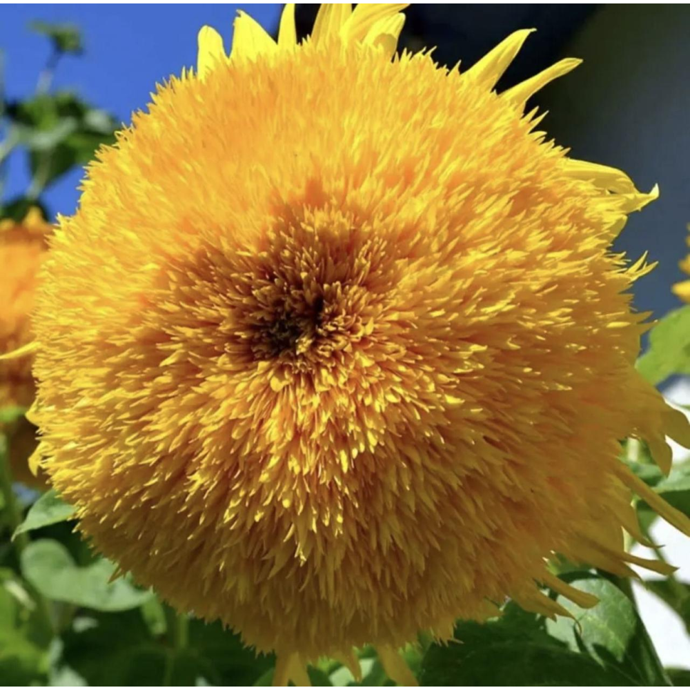 Соняшник махровий Ведмежатко 1г / Hem Zaden