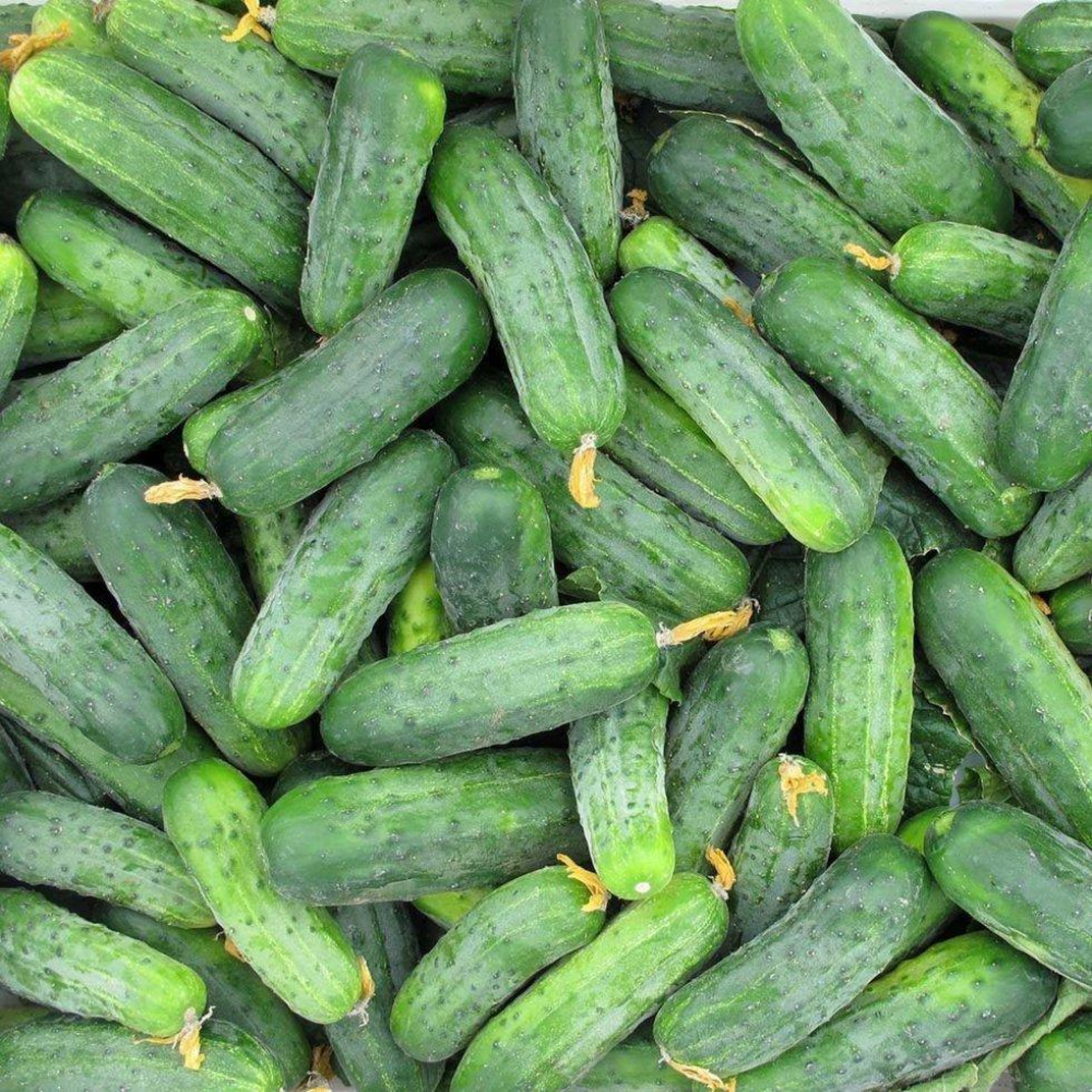 Огірок Гектор F1 20шт / Nunhems Zaden