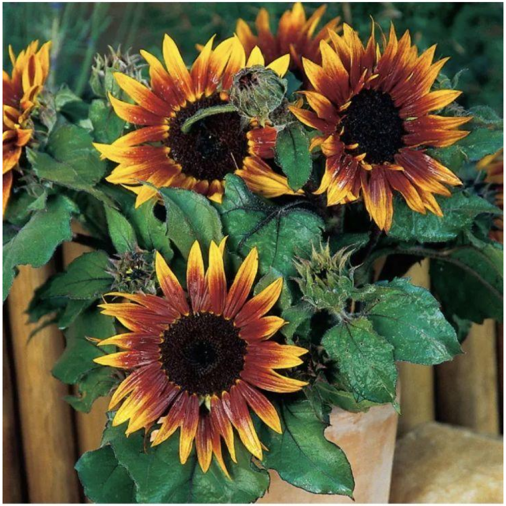 Соняшник низькорослий Пакіто Колорадо 1г  / Hem Zaden