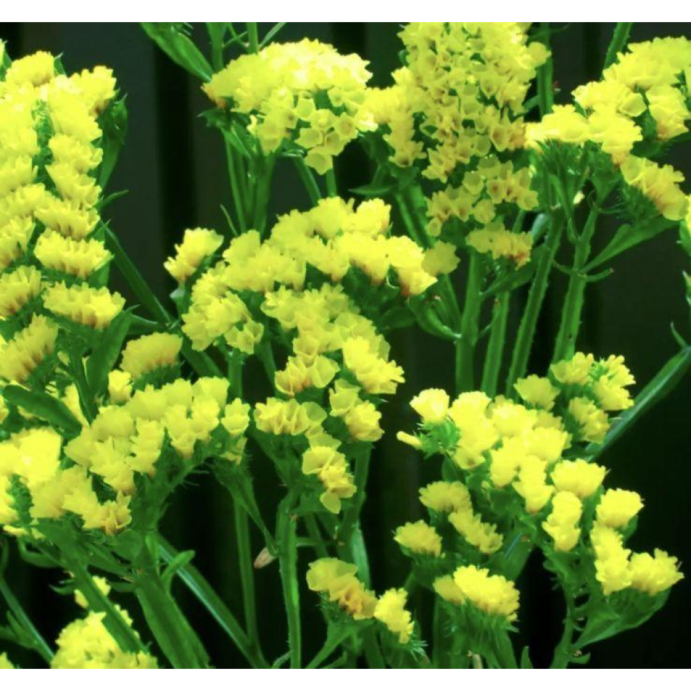 Статиця виїмчаста Золотий берег 0.1г  / Hem Zaden