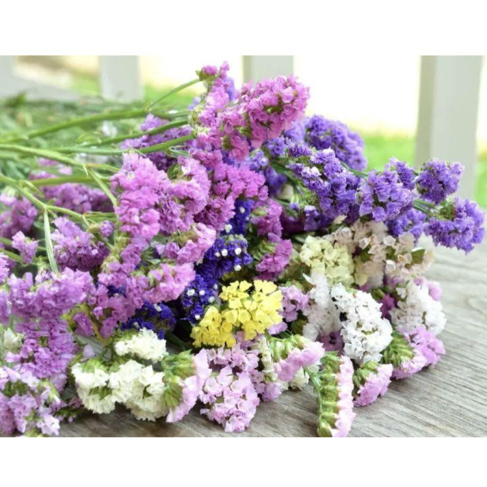 Статиця виїмчаста Пасифік 0.2 г  / Hem Zaden