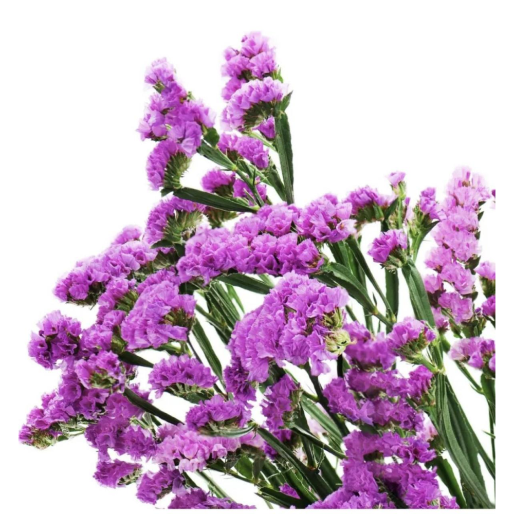 Статиця виїмчаста Рожеве сяйво 0.1 г  / Hem Zaden