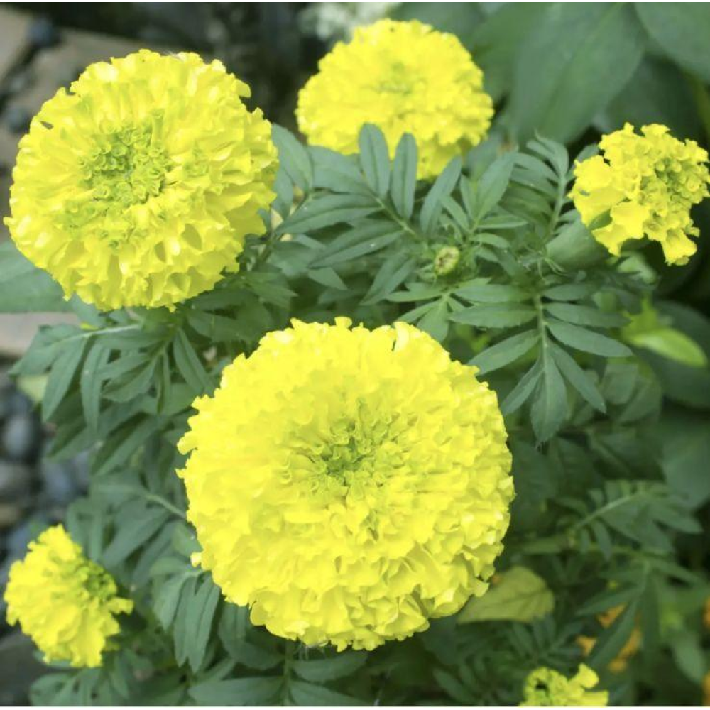 Чорнобривці прямостоячі Еквінокс 20шт / Hem Zaden