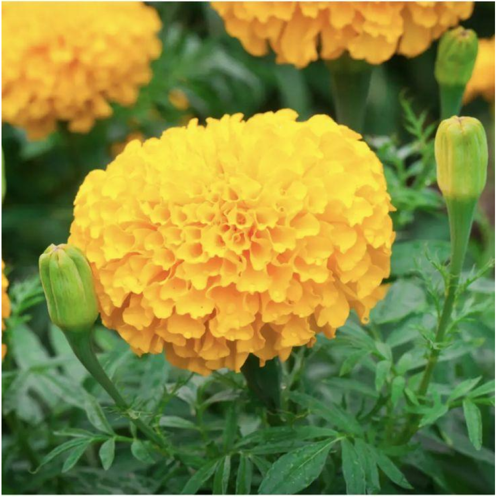 Чорнобривці прямостоячі Еквінокс помаранчеві 20шт / Hem Zaden