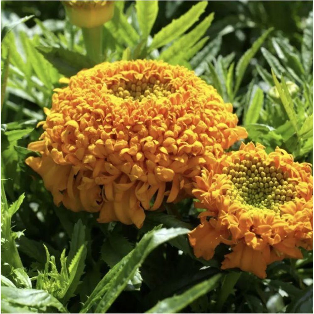 Чорнобривці прямостоячі Купідон суміш 0.2г / Hem zaden