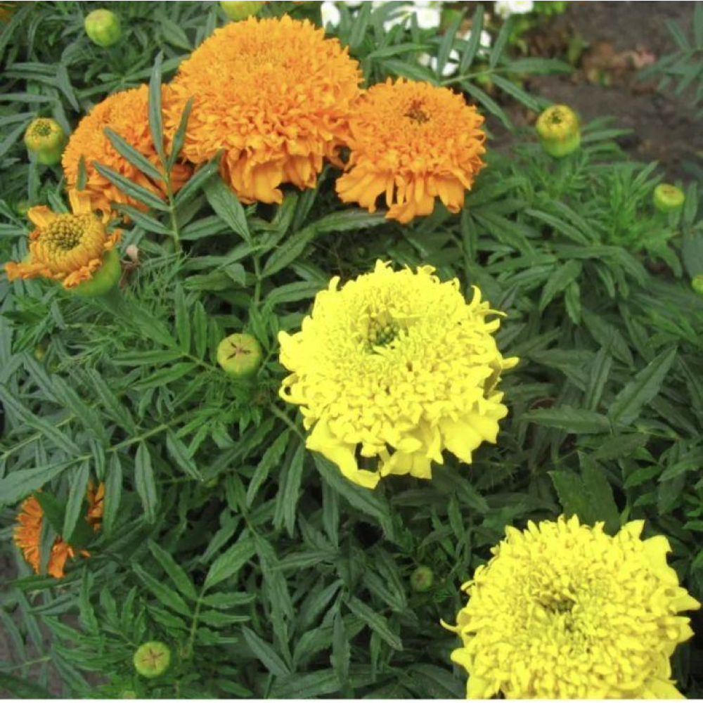 Чорнобривці прямостоячі Купідон суміш 0.2г / Hem zaden