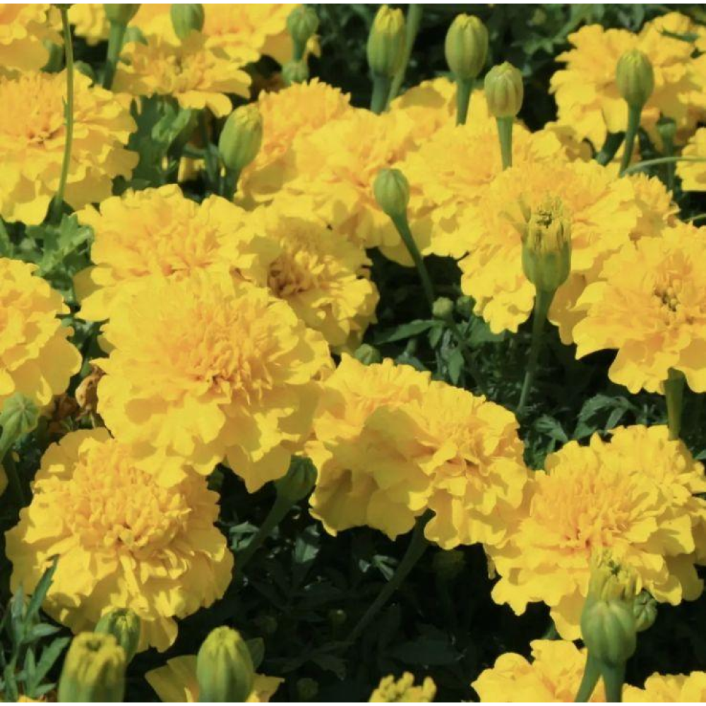 Чорнобривці розлогі Малюк  0.1г / Hem Zaden