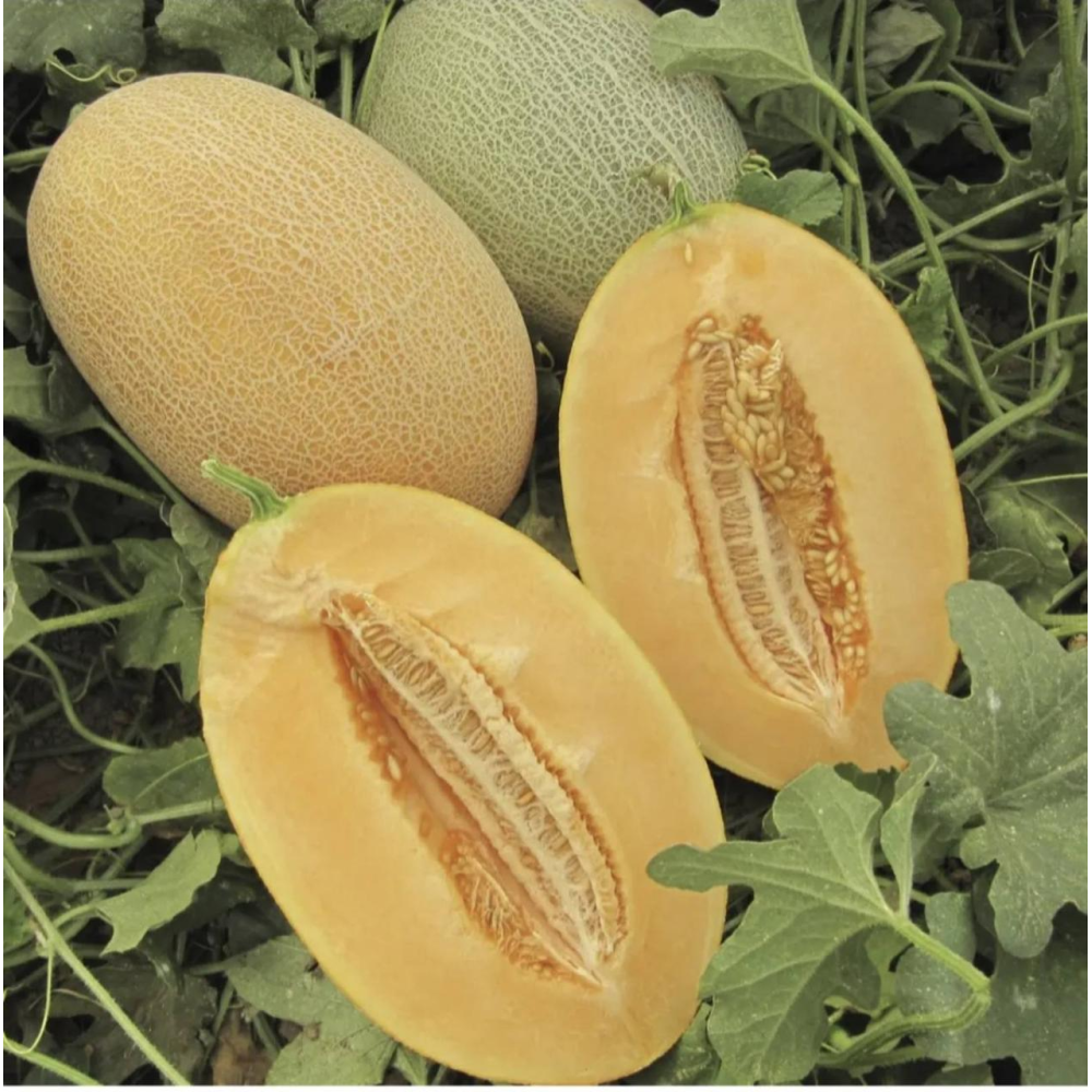 Диня Кар“єра F1 8 шт / Nunhems Zaden