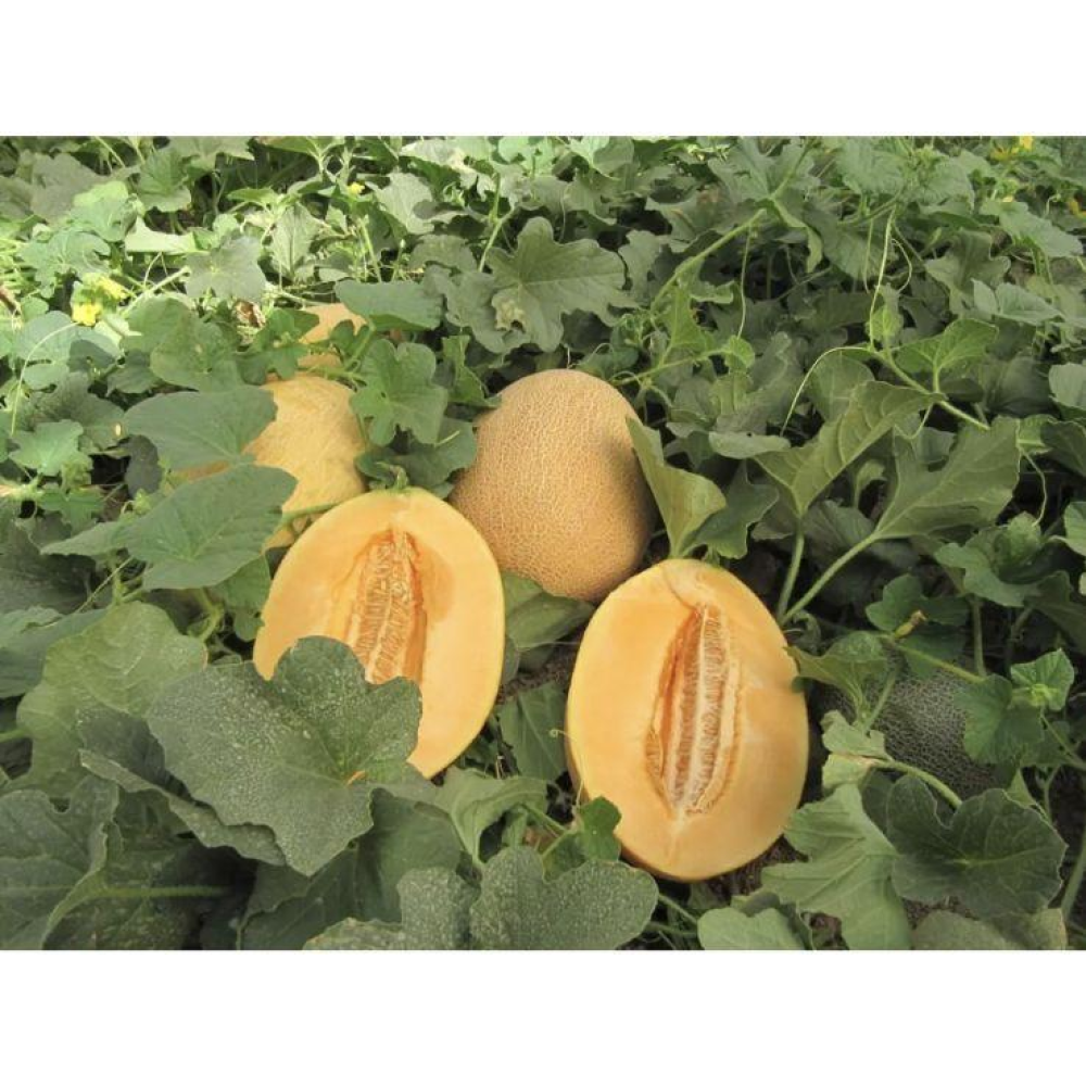 Диня Кар“єра F1 8 шт / Nunhems Zaden