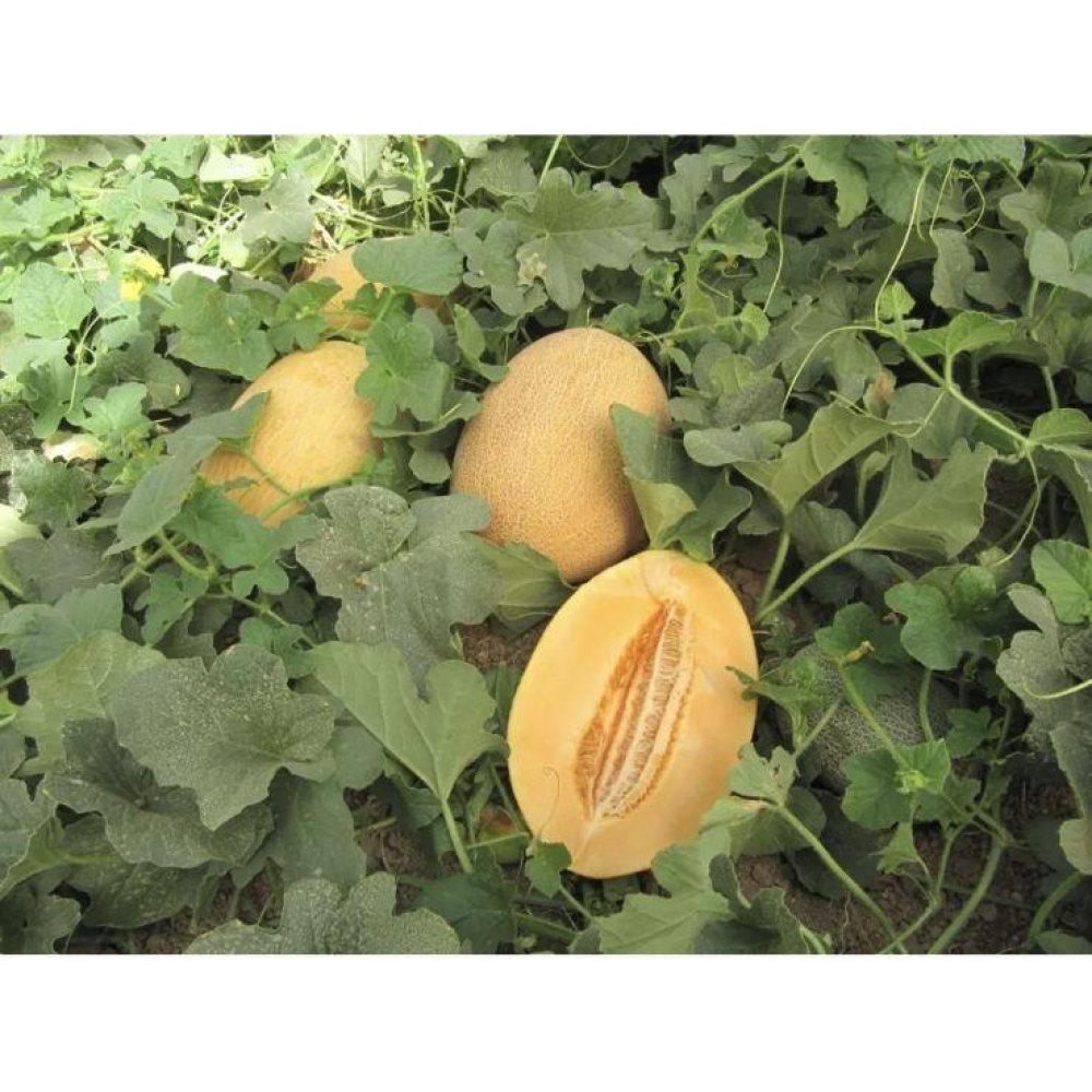 Диня Кар“єра F1 8 шт / Nunhems Zaden