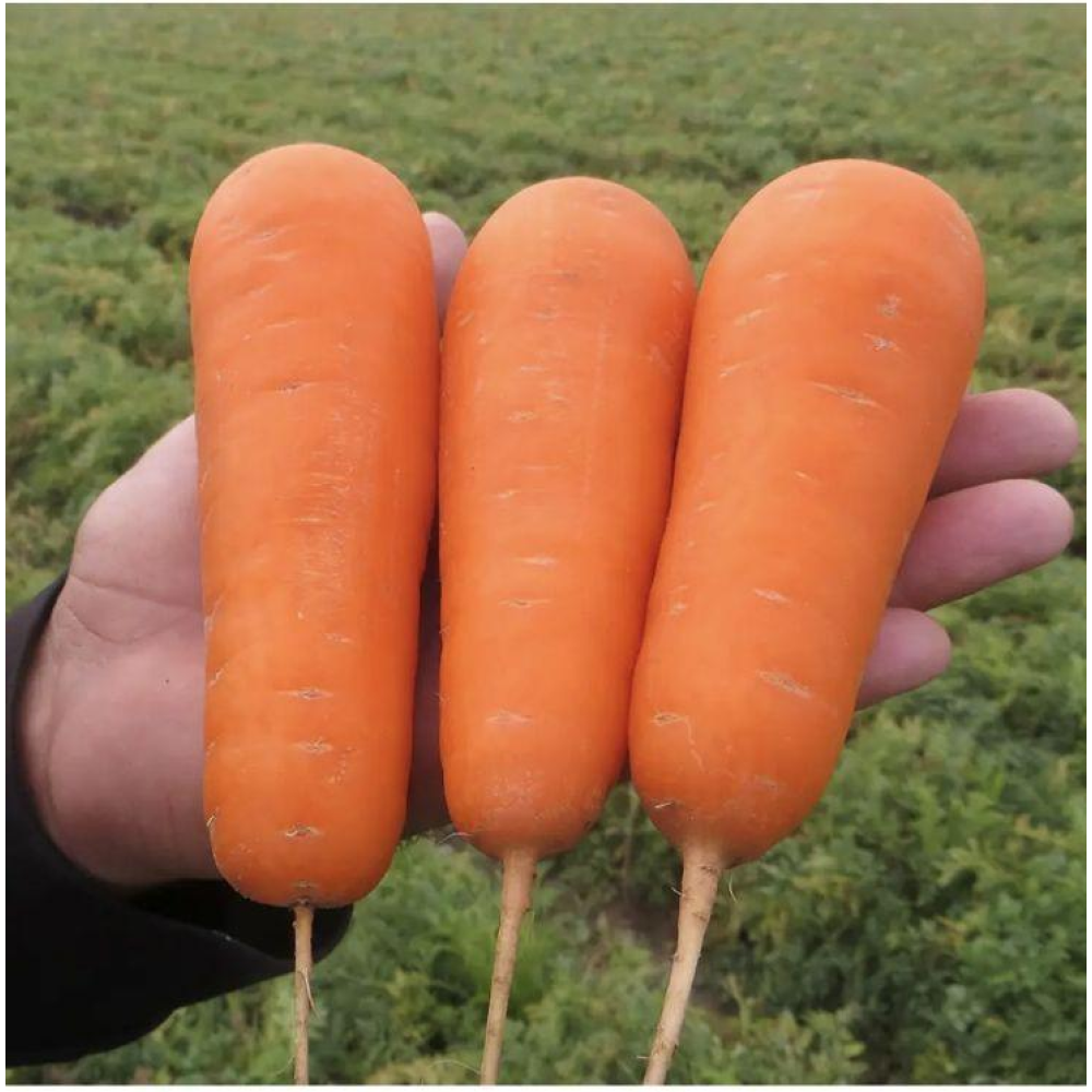 Морква Болівар 0.5г