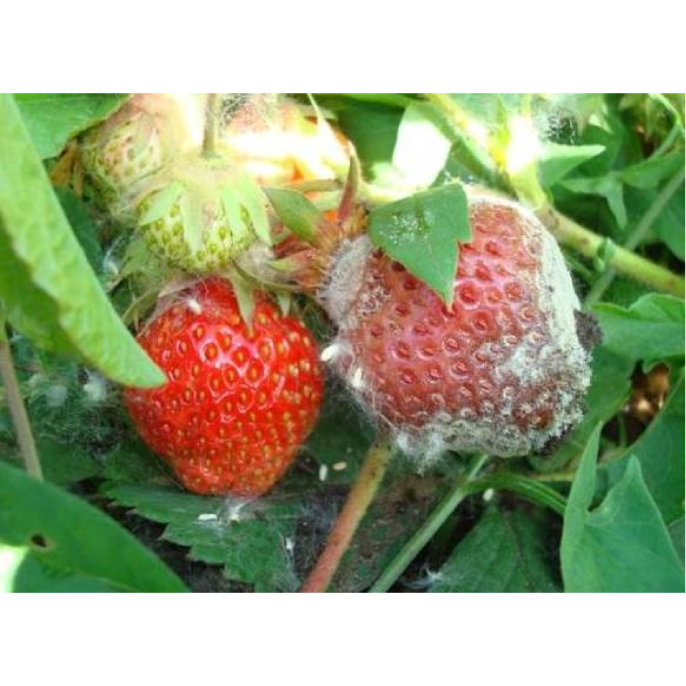 Фунгіцид Світч 100г., Syngenta