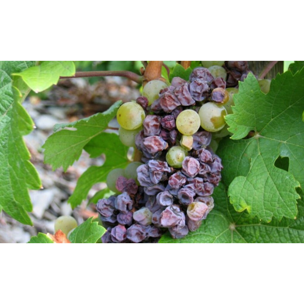 Фунгіцид Світч 100г., Syngenta