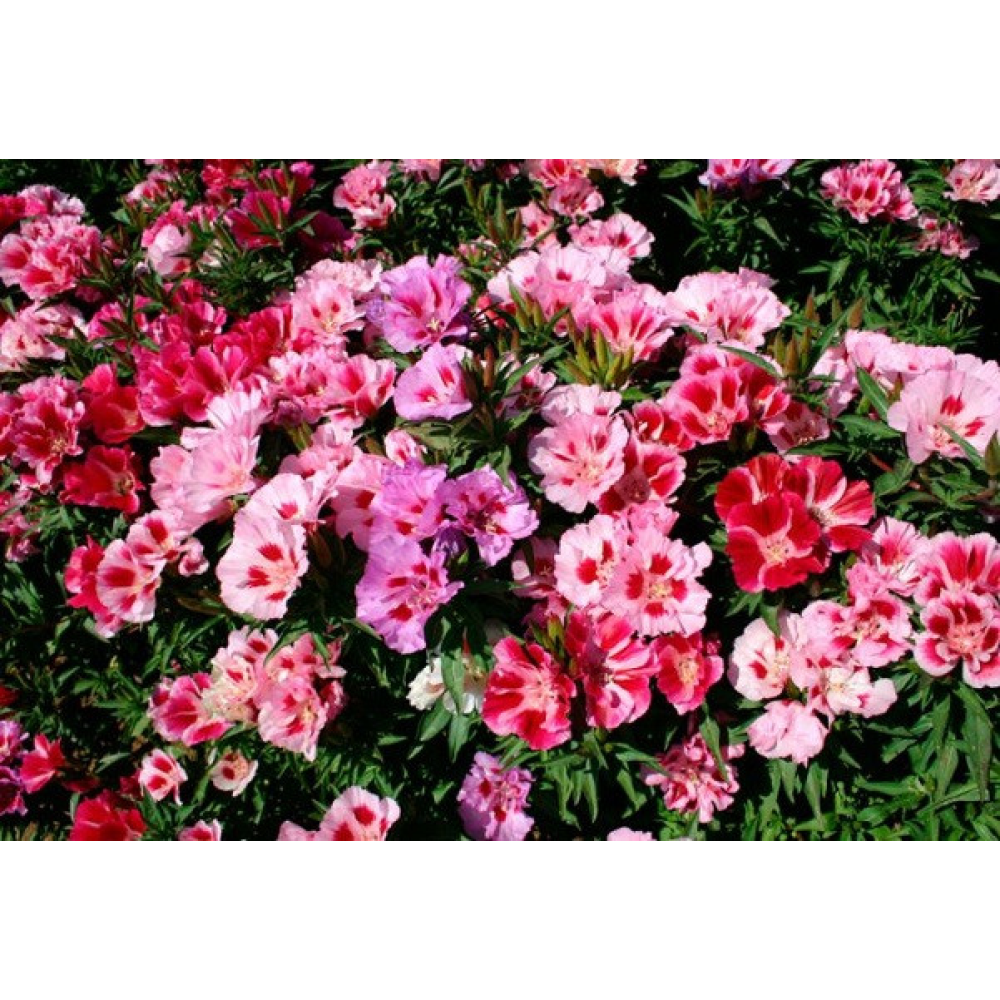 Годеция махрова суміш 0.3 г