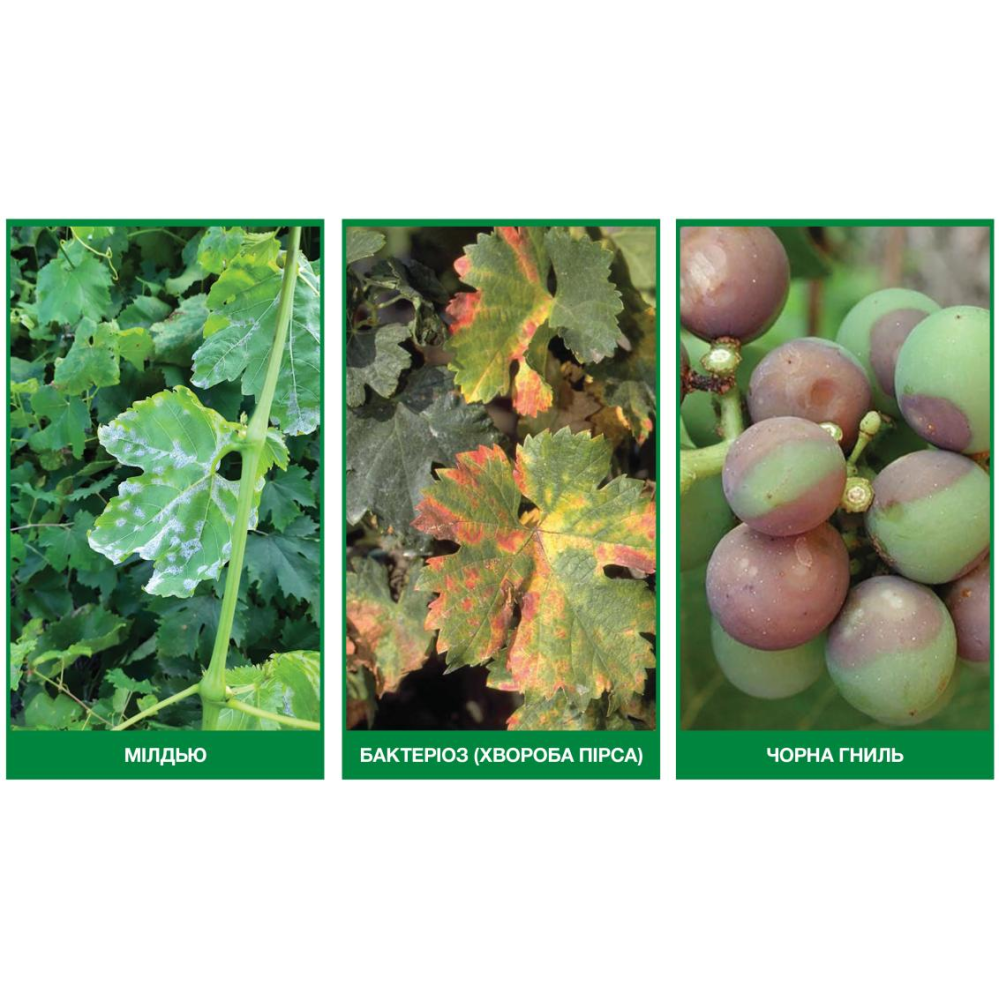 Фунгіцид Ридоміл Голд МЦ 68 WG, в. г. 250 г, Syngenta