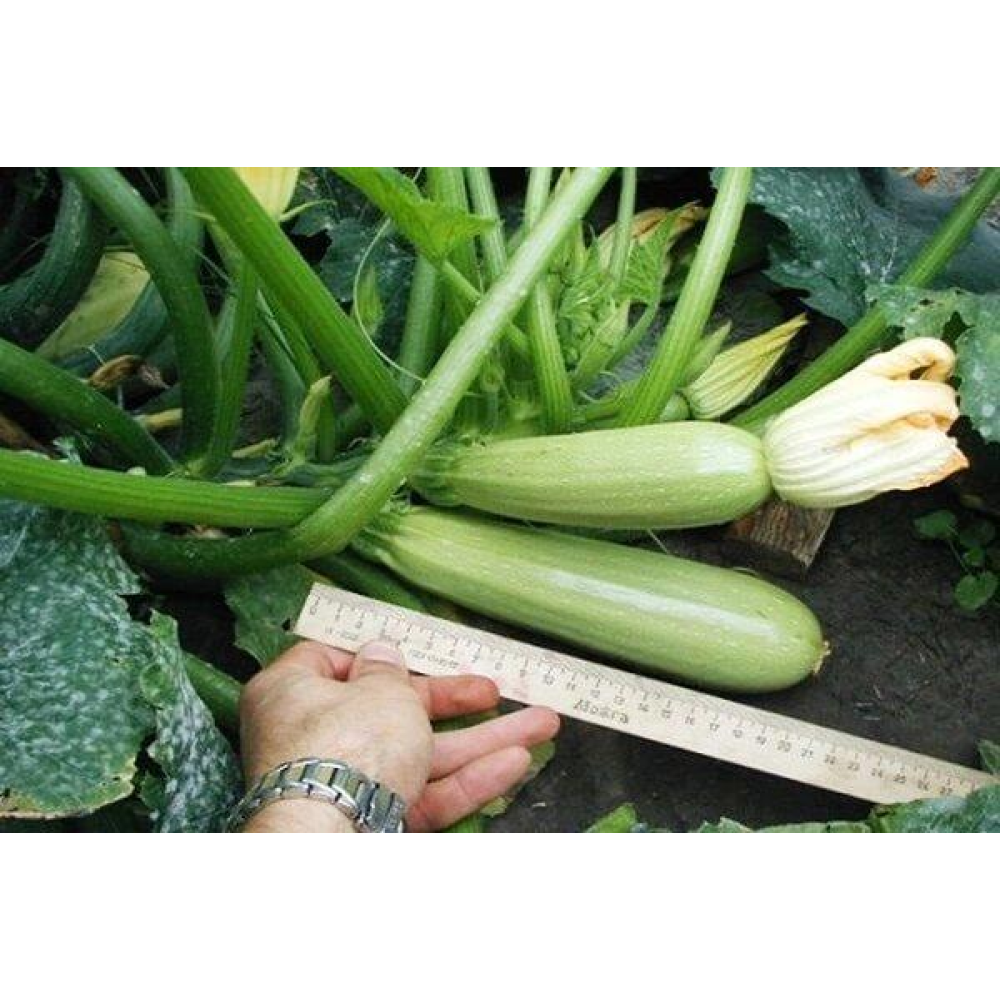 Кабачок Грибовський-37 20шт