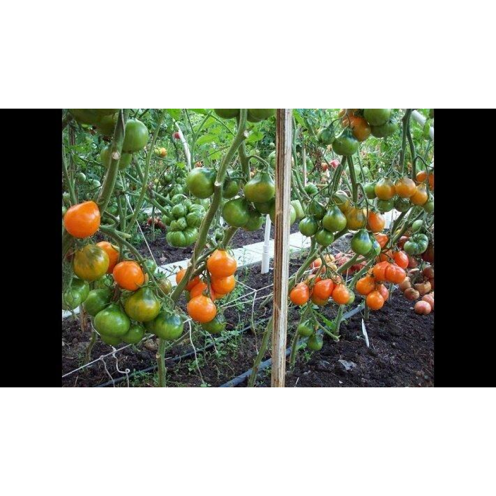 Томат Груша помаранчева 0.1г