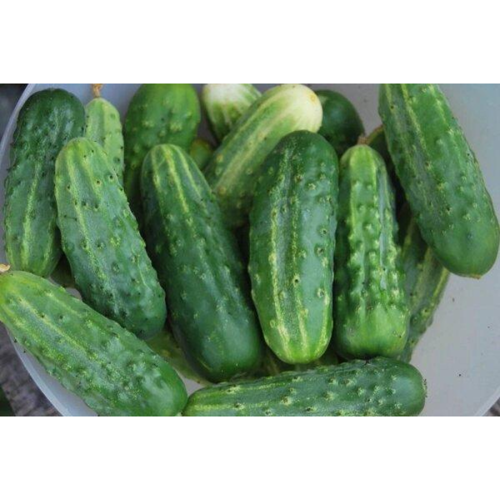 Огірок Далекосхідний 1г