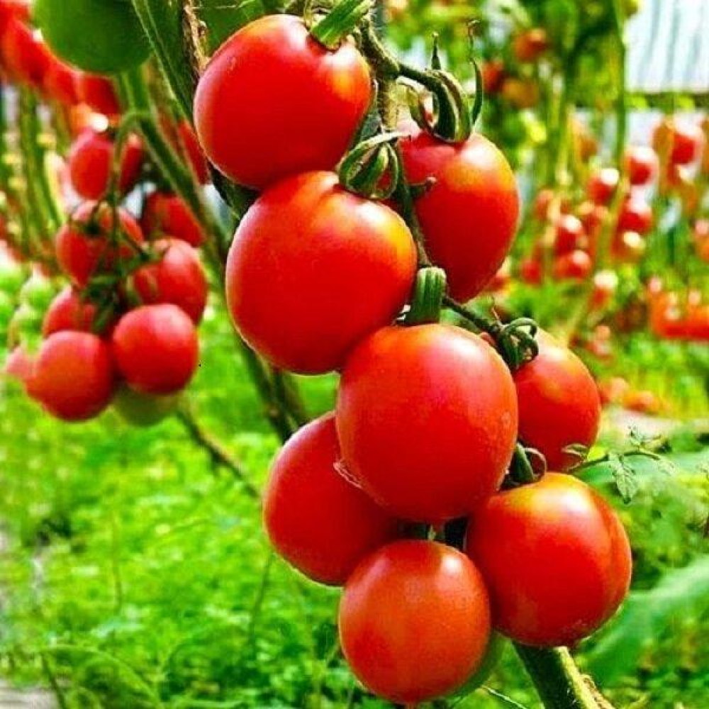 Томат Де Барао червоний 0.1г