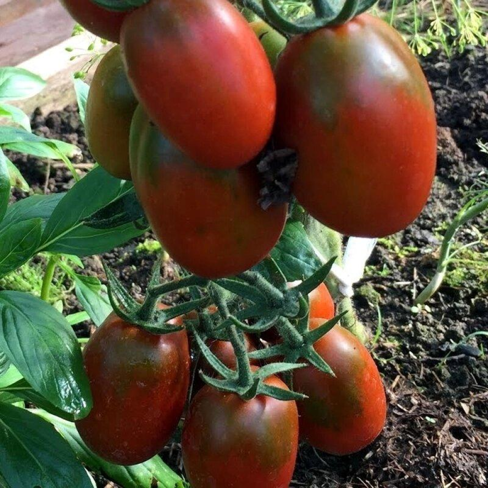 Томат Де Барао чорний 0.1г