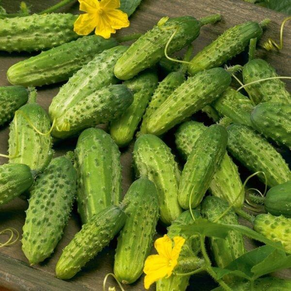 Огірок Джерело 1г