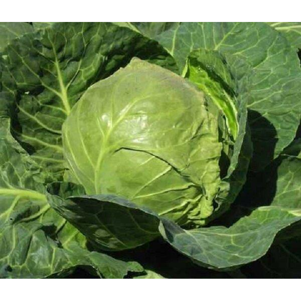 Капуста рання Дымерская-7 1г