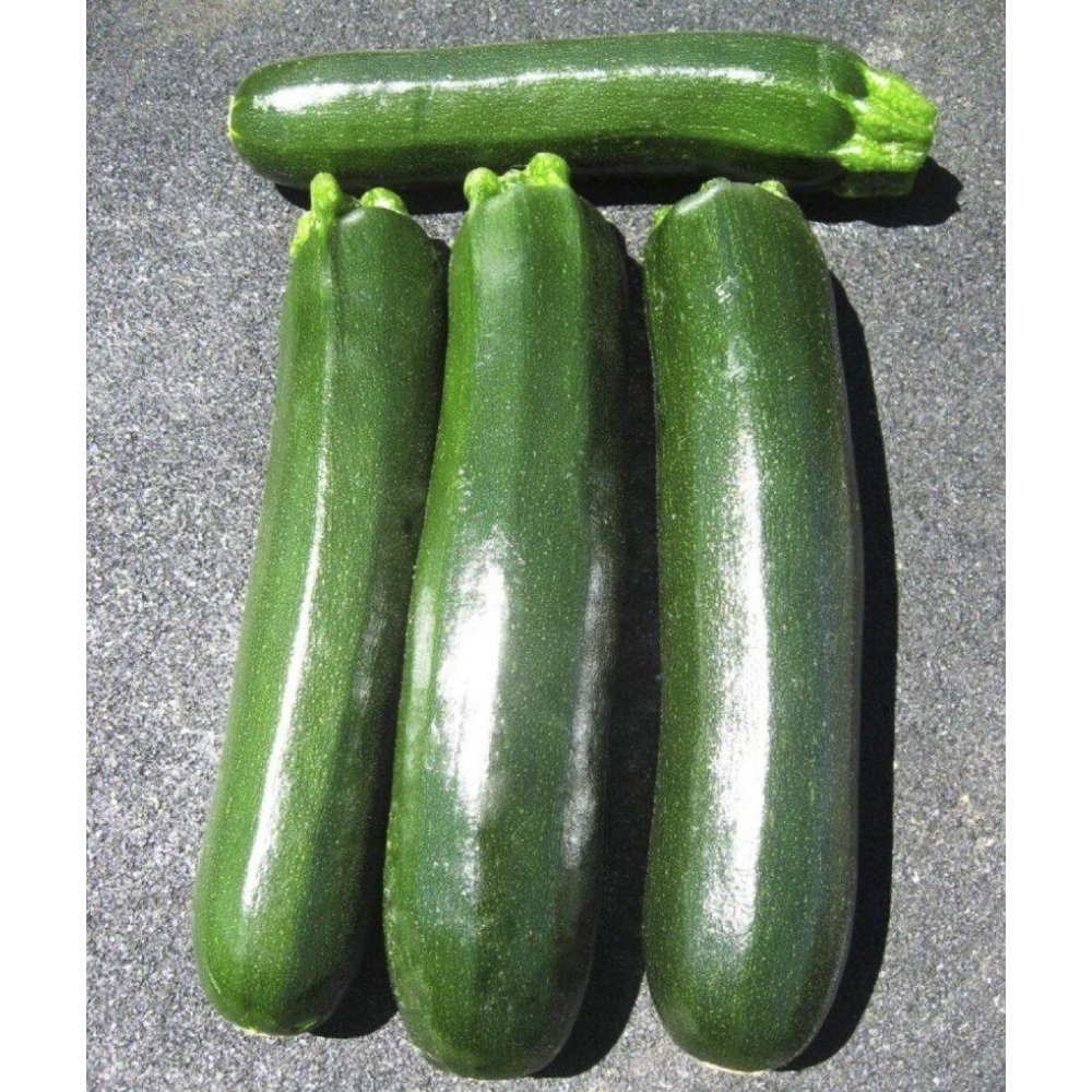 Насіння Кабачок Династія F1 5 шт / United Genetics