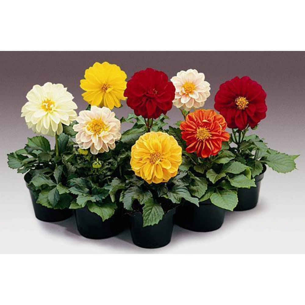 Жоржини суміш Королевська махрова 0.3 г