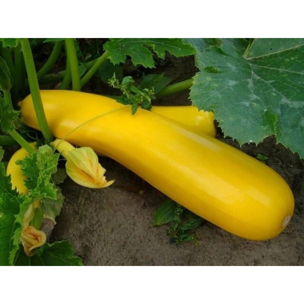 Кабачок Золотинка 20шт
