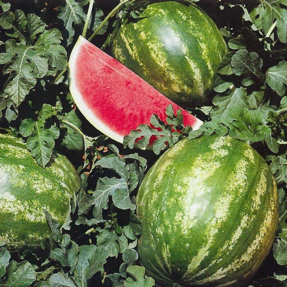 Кавун Кримсон Світ 2г