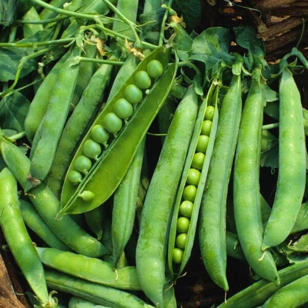 Горох Адагумський 20 г