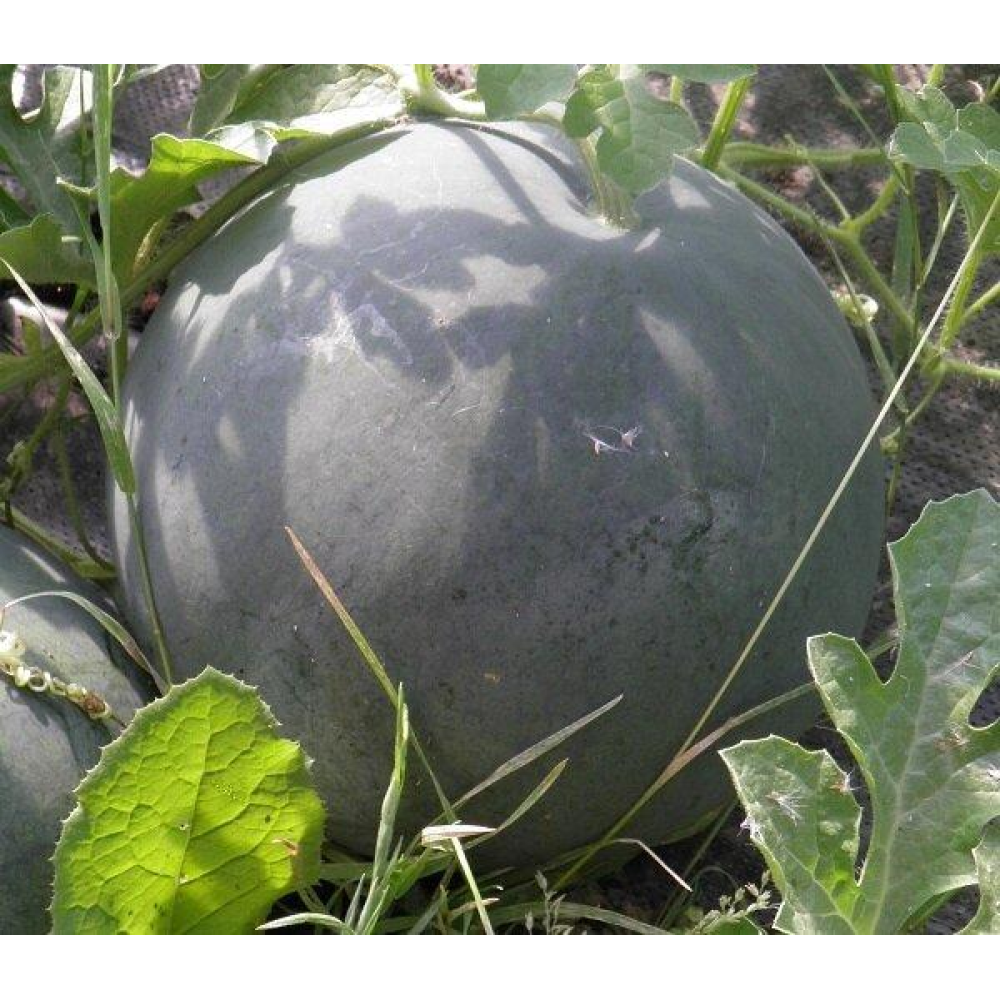 Кавун Огоньок 2 г