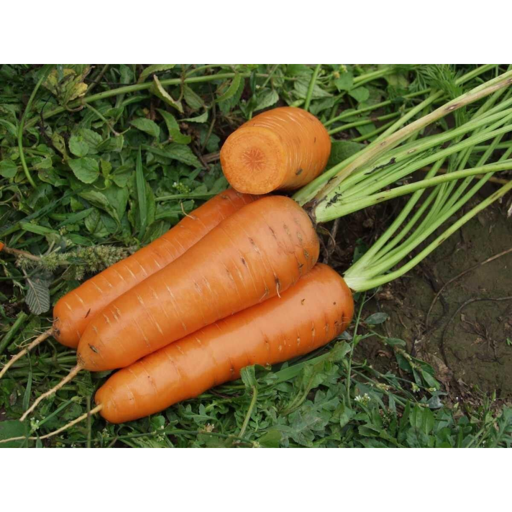 Морква Канада F1 400шт / Bejo Zaden