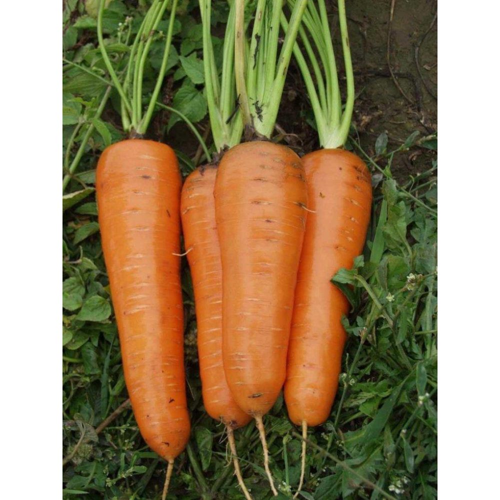 Морква Канада F1 400шт / Bejo Zaden