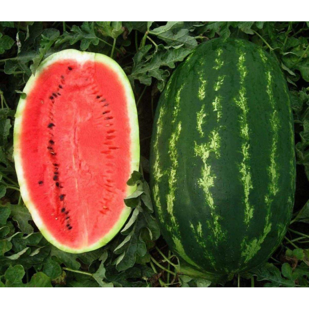 Кавун Карнак F1 8шт / United Genetics