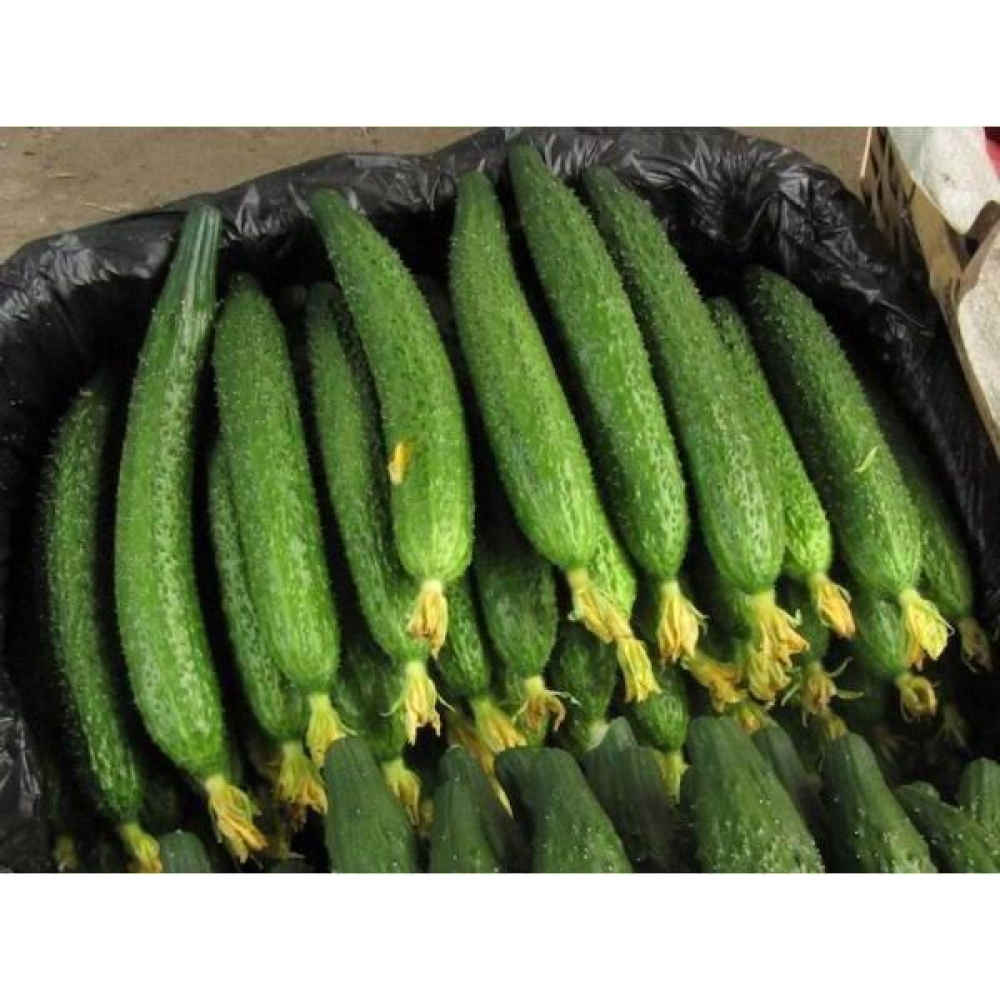 Огірок Китайськие змії 15 шт