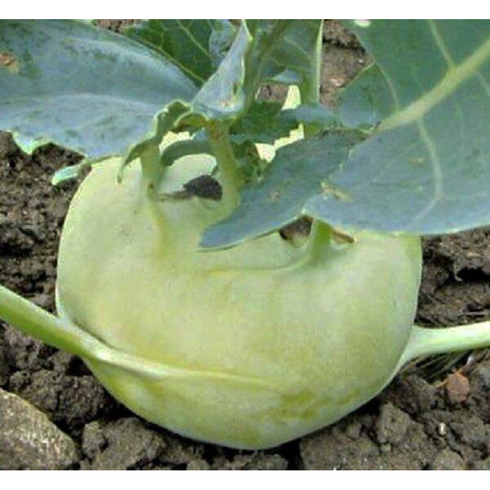 Насіння Капуста Кольрабі Делікатес біла 0.5г