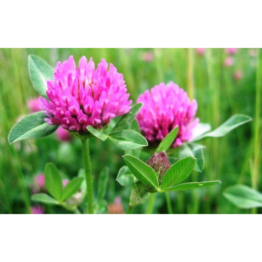 Насіння Конюшини червоної магниченої багаторічної посівної, 1кг урожай 2024 р