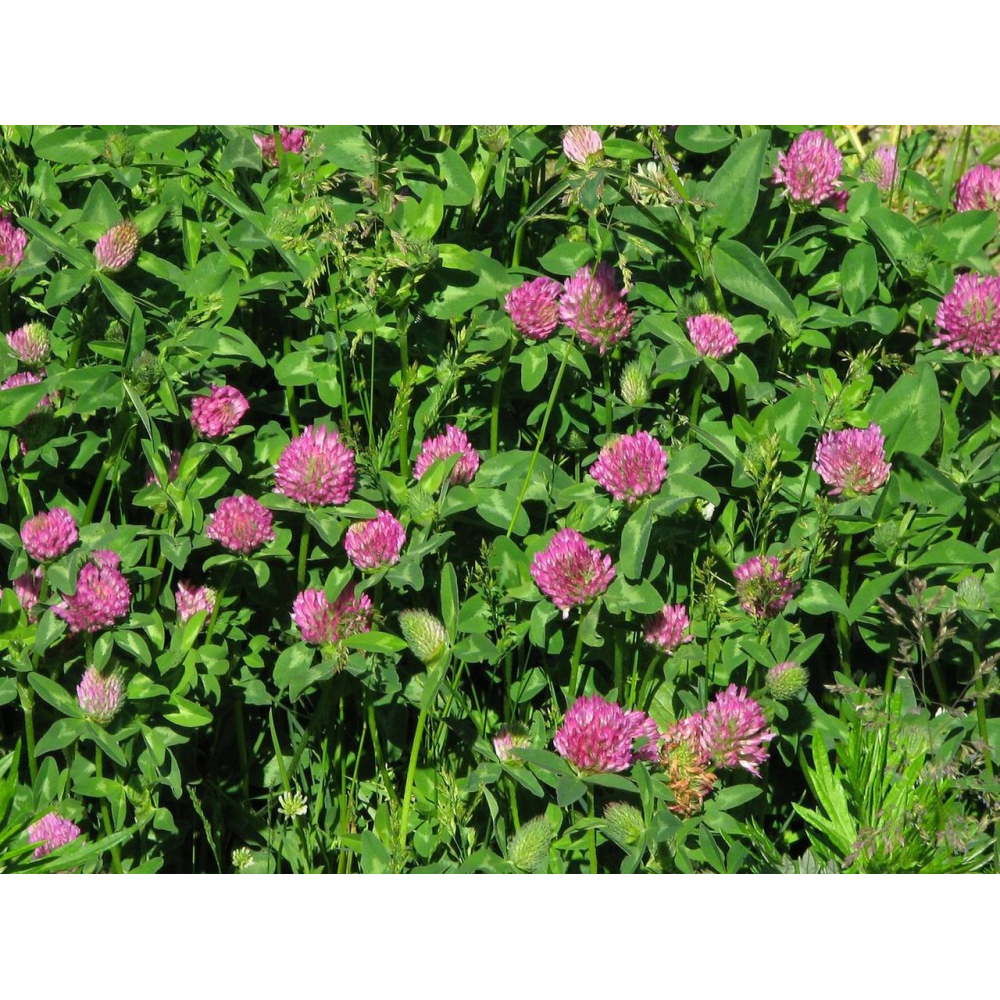 Насіння Конюшини червоної магниченої багаторічної посівної, 1кг урожай 2024 р