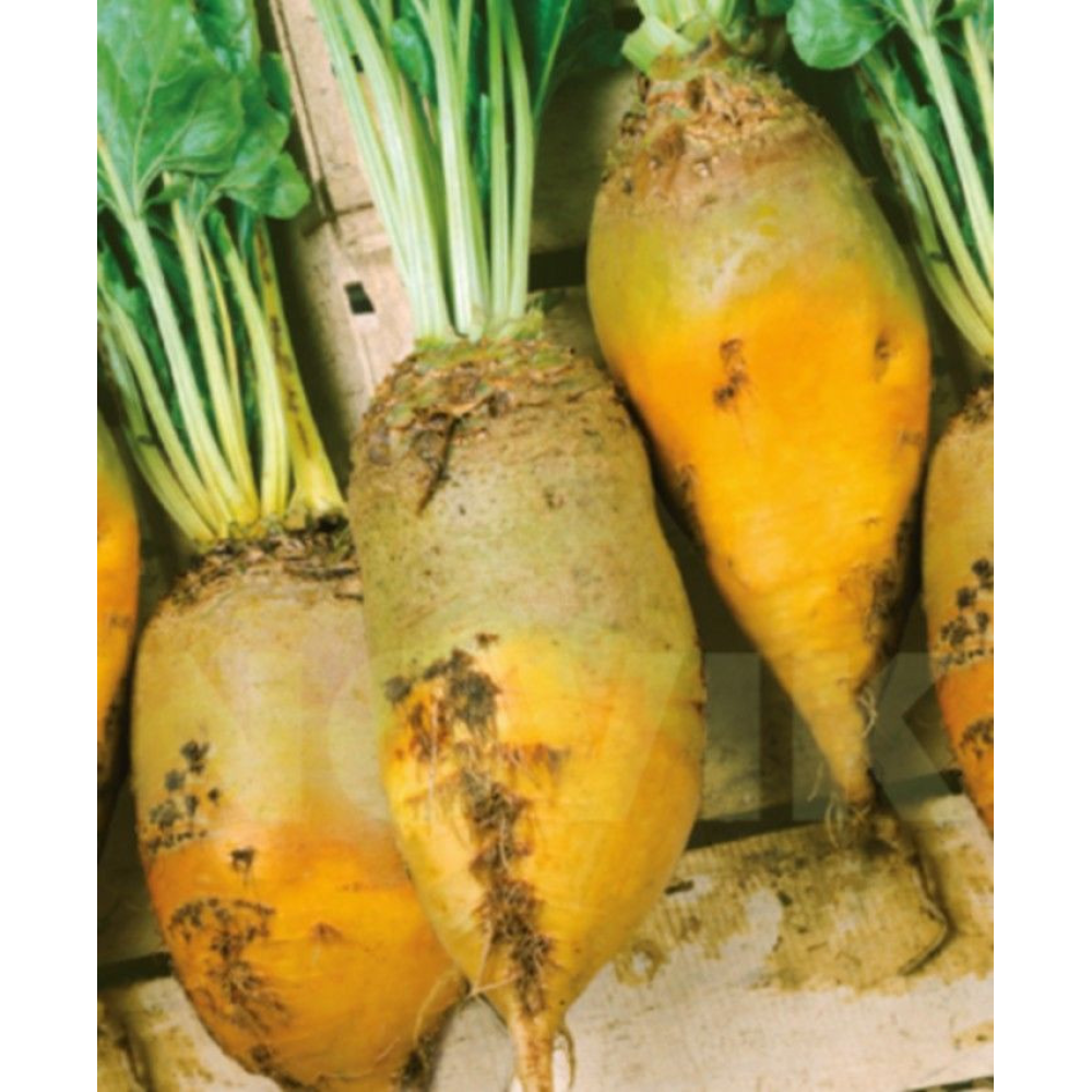 Буряк кормовий жовтий “Урсус Полі“ (Польща) насіння / 1кг