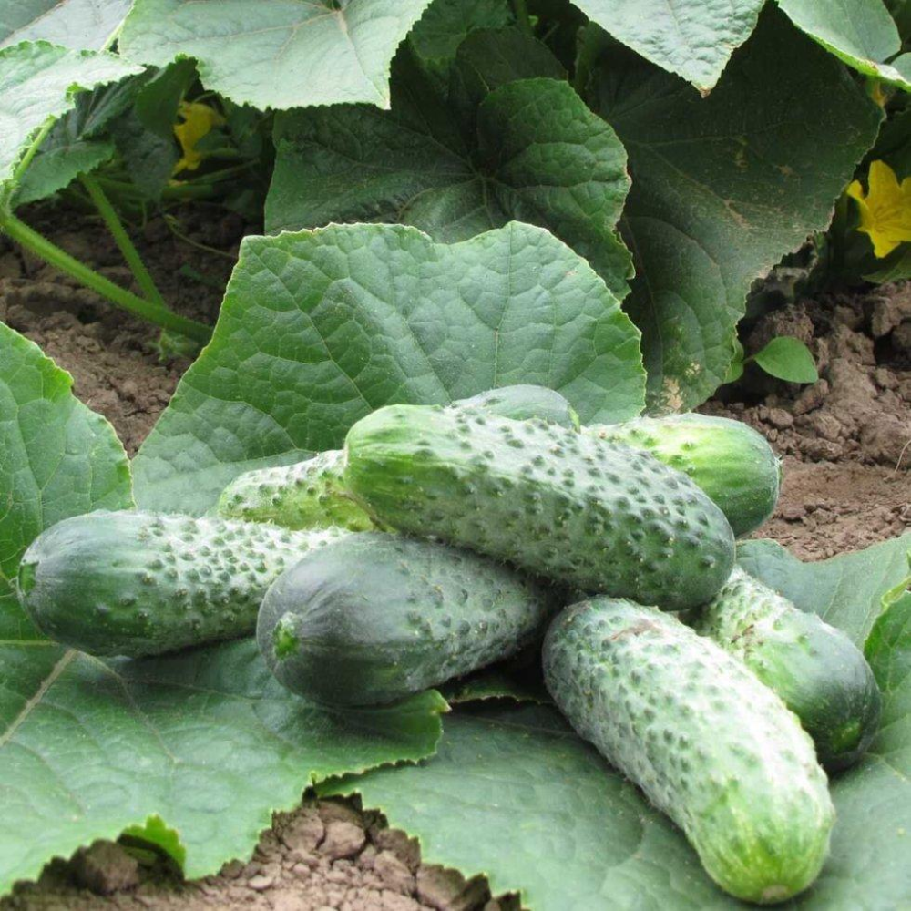 Насіння Огірок Кріспіна F1 10шт / Nunhems Zaden