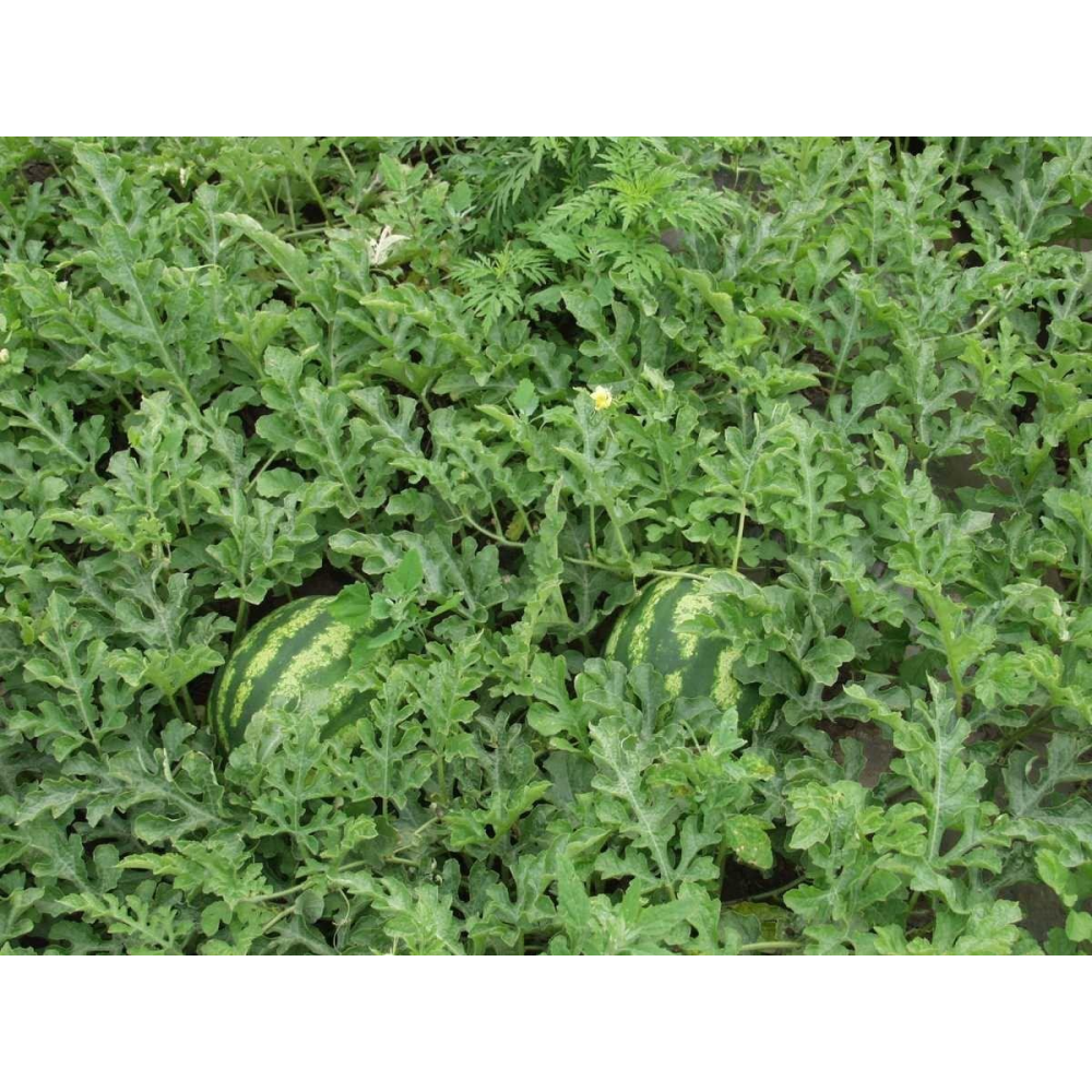 Кавун Крымсон Світ 1 м / United Genetics