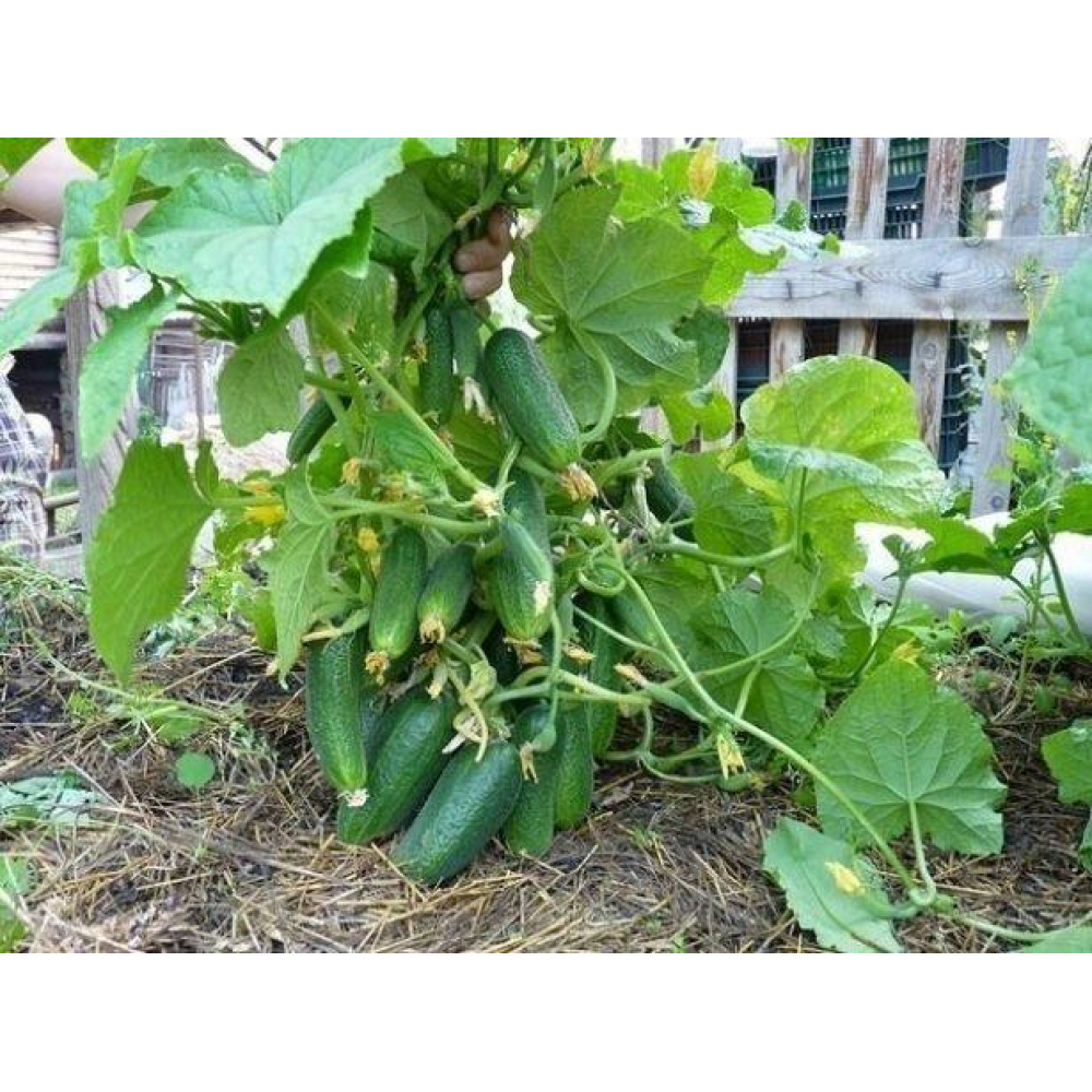 Огірок Кущовий 1г