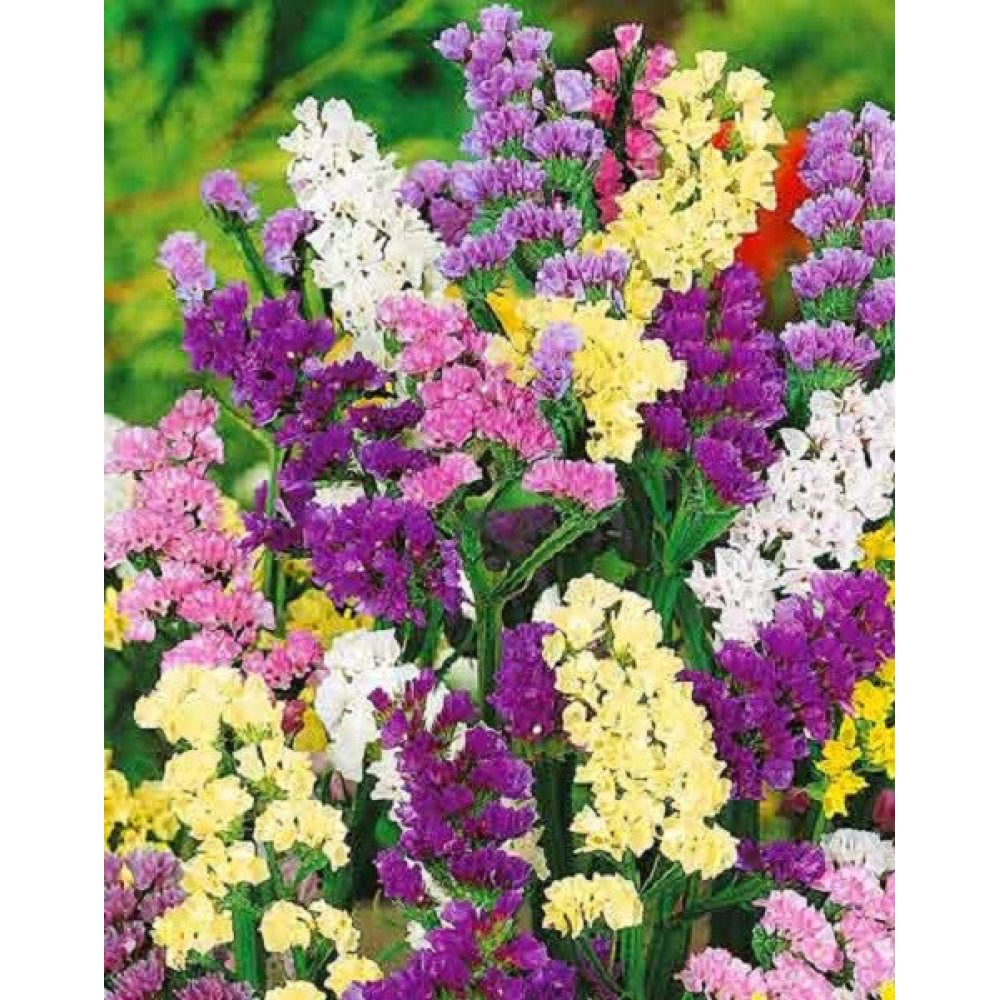 Лімоніум суміш (Статиця) 0.2 г